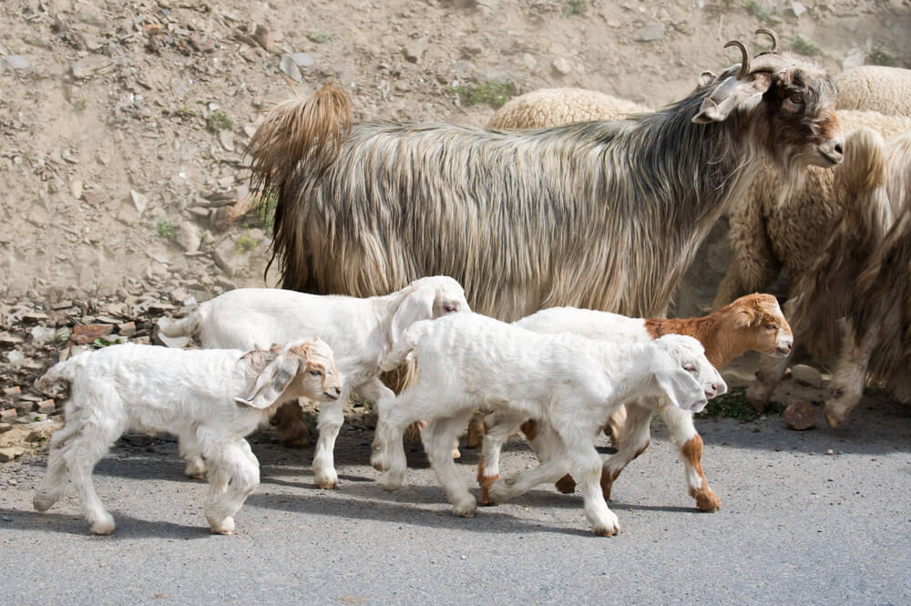 قطيع من الماعز الكشميري في مزرعة جبلية في الهند. الصورة: شترستوك
