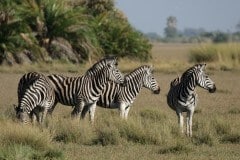 זברות בשפך נהר האוקוונגו (Okavango) בבוטסואנה. צילום: shutterstock
