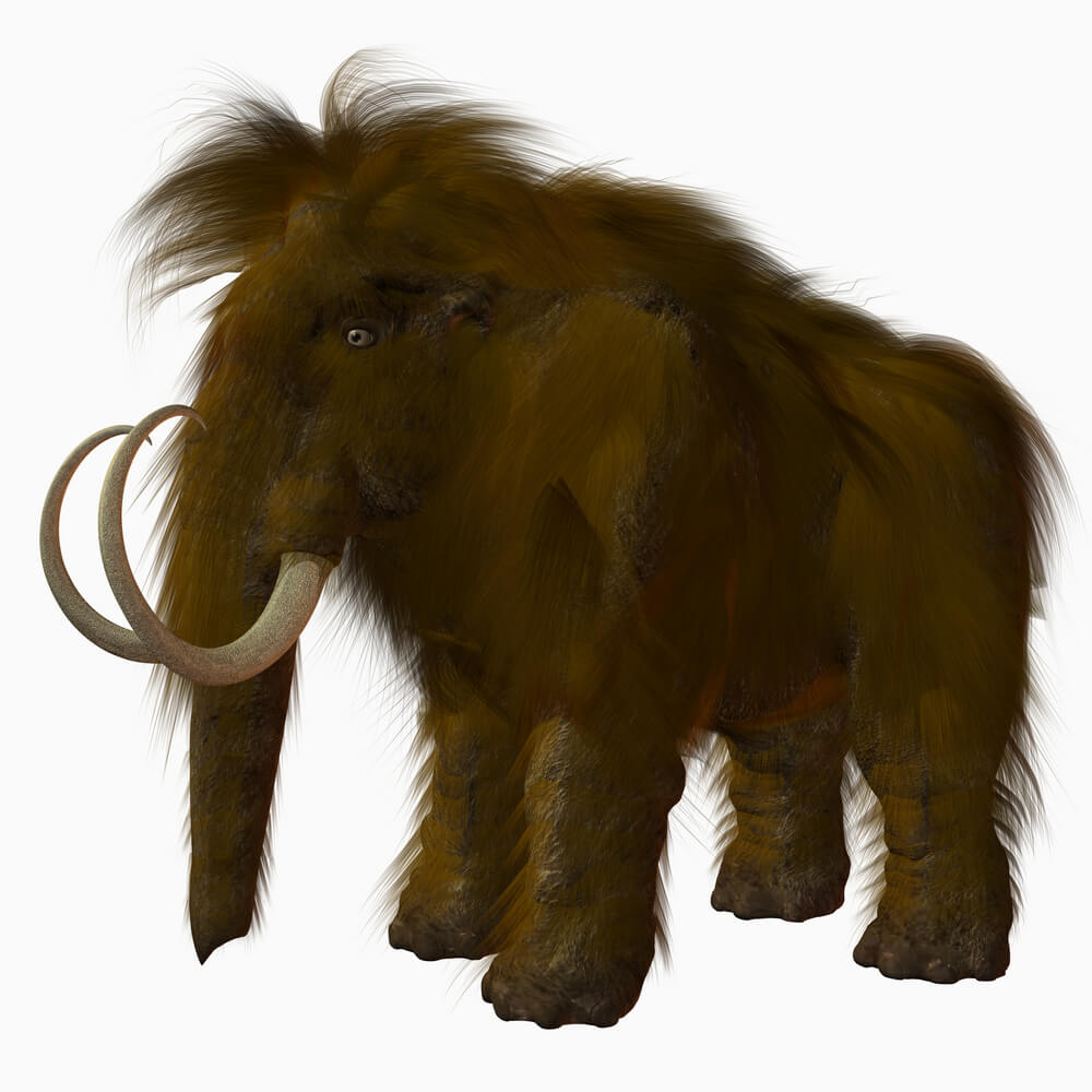 woolly mammoth. Photo: Andreas Meyer for shutterstock