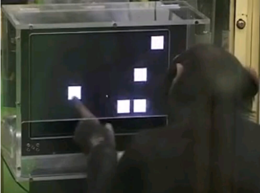 השימפנזה איומי מנצח בני אדם במשחק זכרון מול מחשב. צילום: המכון הטכנולוגי של טוקיו