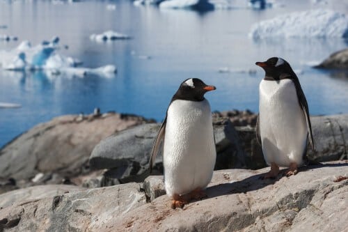 Antarctica in summer. Photo: shutterstock