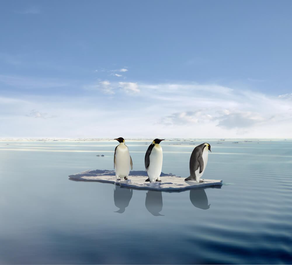 The last penguins. Illustration: shutterstock