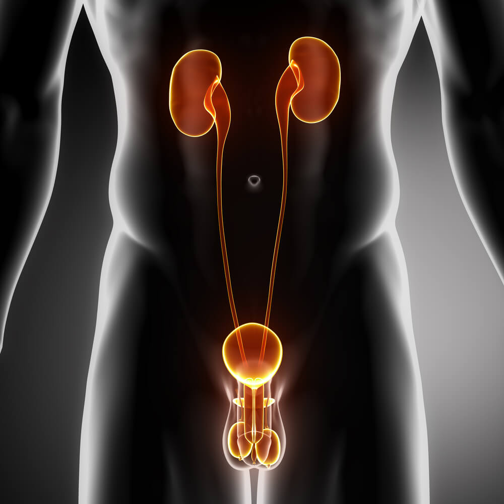 The urinary tract in the male body on an x-ray. Illustration: shutterstock