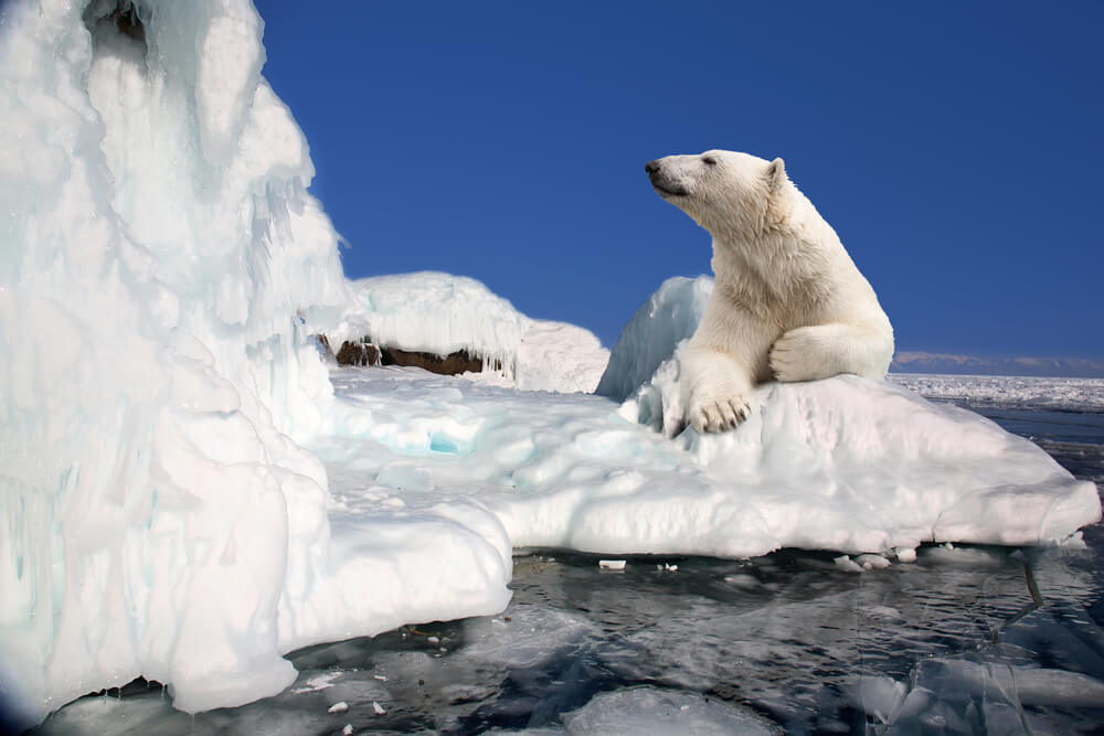 A polar bear on a glacier. Illustration: shutterstock
