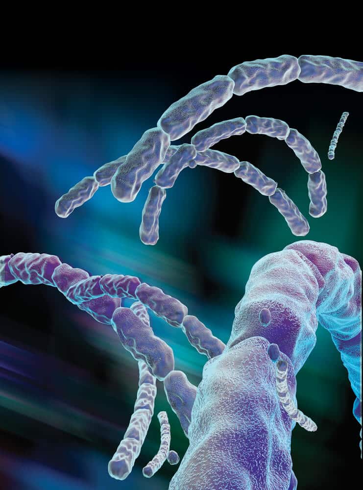 Anthrax bacteria. Photo: shutterstock