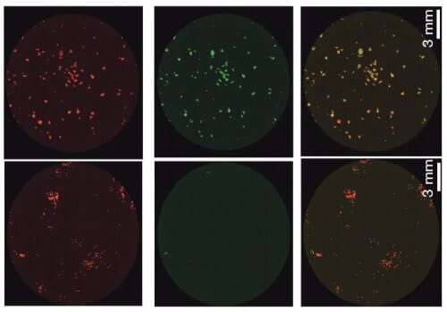 Below is the traditional way to grow stem cells, and above is the method developed by Dr. Hanna. Left: mature skin cells painted in red. Right: induced stem cells (derived from the mature skin cells) painted in green. Right: the two images on top of each other. Skin that successfully completed the "reprogramming" process and became induced stem cells is visible in a yellowish color. You can see that all the mature cells became stem cells using Dr. Hana's method, while in the traditional method only a small percentage of them completed the process