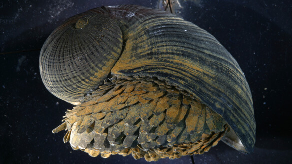 החילזון מסוג scaly-foot gastropod. צילום: Anders Warén, Swedish Museum of Natural History