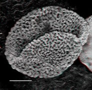 אבקן מאובן של צמח בן 249 מיליון שנה, גורם להעברת מועד תחילת צמחי הפרחים 100 מיליון שנה אחורנית. צילום: אוניברסיטת ציריך