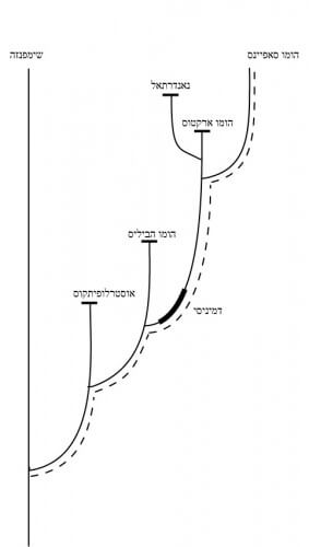 The evolution of man. Illustration courtesy of Prof. Yoel Rak, Tel Aviv University