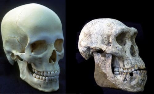 Homo georgus - an individual that split from Homo erectus and which was discovered in Georgia in 2013. Prof. Yoel Reck from Tel Aviv University is a partner in the discovery. Photo: Tel Aviv University