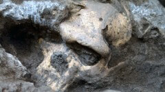 סיווג חדש של מיני האדם הקדמון. גולגולת מס. 5 בעת גילויה. תצלום באדיבות המוזיאון הלאומי של גיאורגיה