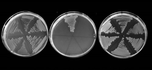 Growth of bacteria that produce only the antitoxin (left), only the toxin (center) or both (right)