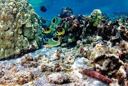 Bleaching of corals as a result of the increase in seawater acidity as a result of the absorption of carbon dioxide by the oceans. Tropical species such as corals will be the first to reach the point of extinction, if we don't stop the emissions. Social changes are also expected according to an article published in Nature on September 10, 2013. Camilo Mora and colleagues. Photo: Yoko Stadner, one of the members of the research team