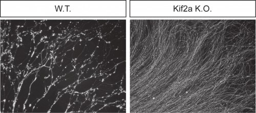 Normal nerve cells (on the left) undergo pruning, while in nerve cells in which the KIF2A gene is damaged the pruning process does not take place