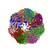הדמיית קיפול של חלבון GROEL. צילום: shutterstock