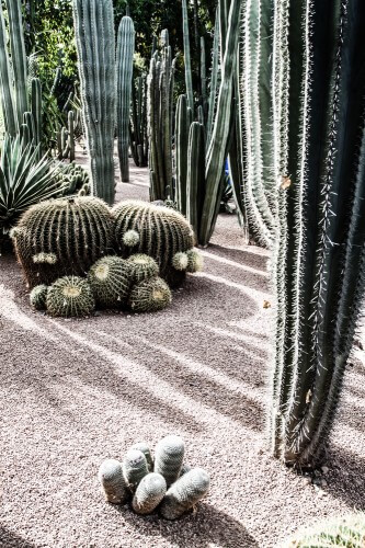A cactus garden near Marrakesh, Morocco. Photo: shutterstock