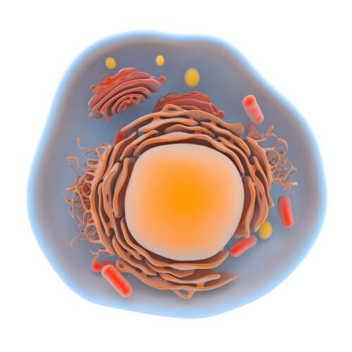 תרשים של תא אדם, עם ממברנות פנימיות וחיצוניות, אברונים וגלעין. צילום: shutterstock