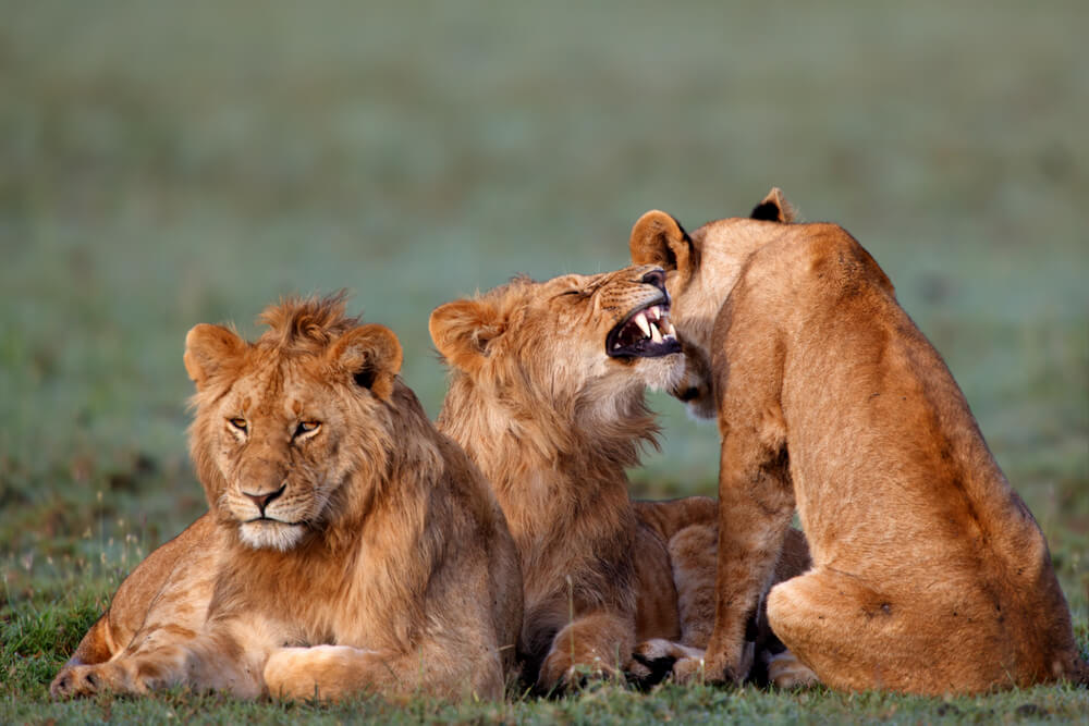 אריות בשמורת מסאי מארה בקניה. צילום: shutterstock