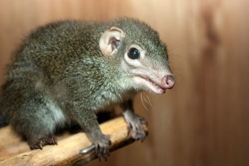 חדף העצים. צילום: shutterstock