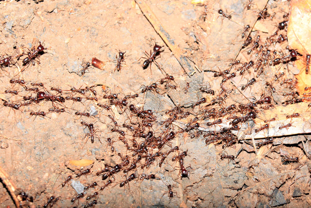 النمل في الأراضي الرطبة بيجودي في أوغندا. الصورة: شترستوك