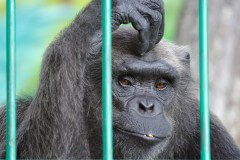 שימפנזה בעלת מבט עצוב. צילום: shutterstock