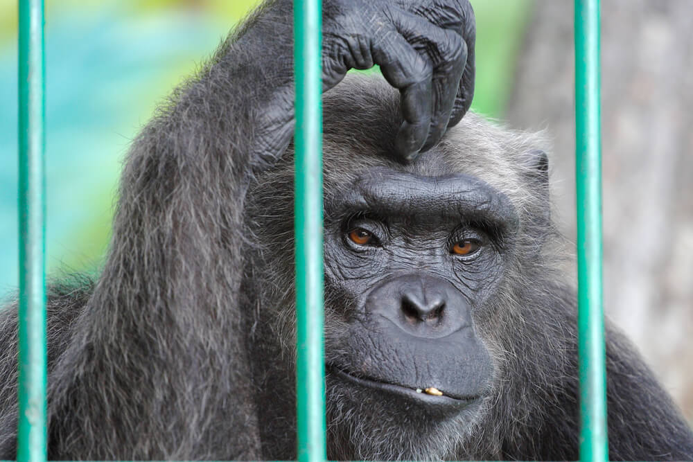 A chimpanzee with a sad look. Photo: shutterstock