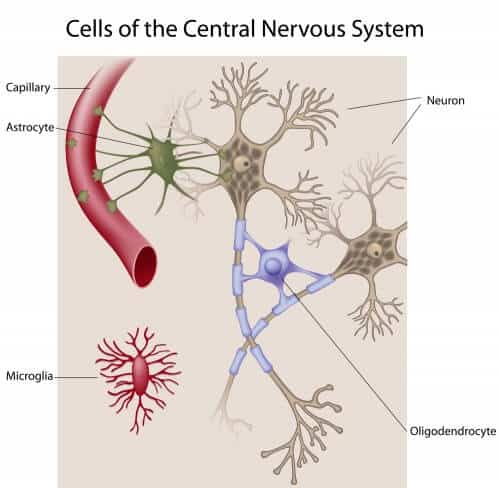 blood-brain barrier. Illustration: shutterstock