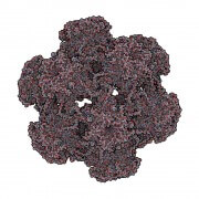 וירוס הפפילומה האנושי (HPV). צילום: shutterstock