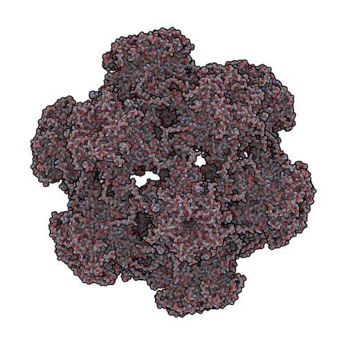 فيروس الورم الحليمي البشري (HPV). الصورة: شترستوك
