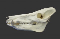 גולגולת של חזיר בר. צילום: אוניברסיטת תל אביב