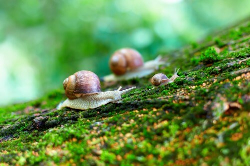 A group of snails climbs a tree. Photo: shutterstock