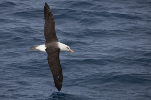 Black-browed albatross (Thalassarche melanophris melanophris) adult in flight over the Scotia Sea. Photo: shutterstock