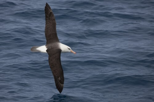 طائر القطرس أسود الحاجب (Thalassarche melanophris melanophris) البالغ أثناء طيرانه فوق بحر سكوتيا. الصورة: شترستوك