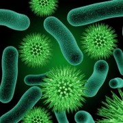 חיידקים מתחמקים מאנטיביוטיקה. איור: האוניברסיטה העברית