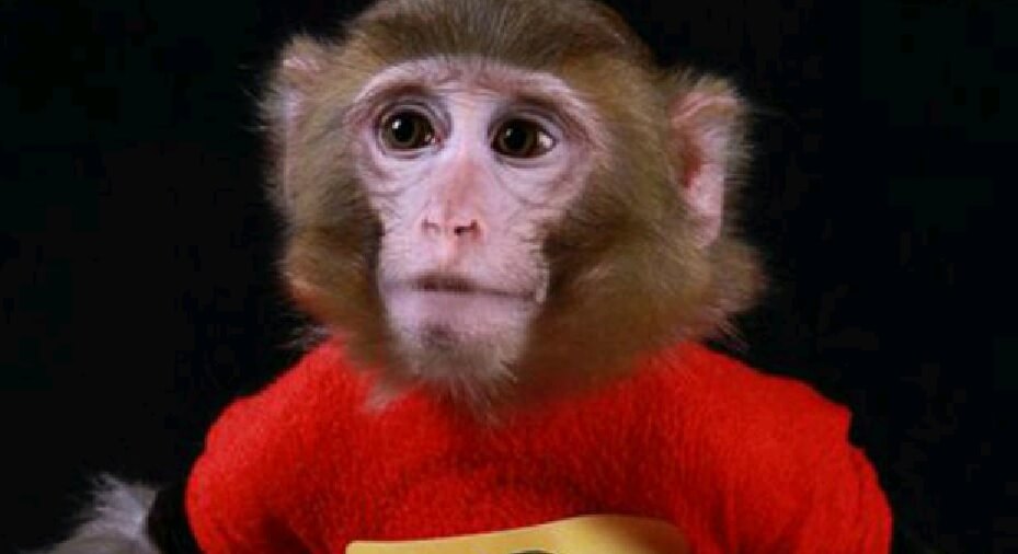 The monkey named Fargam is the second monkey sent into space by Iran. Photograph from the Iranian television broadcasts