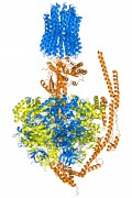 סינתוז מולקולת ATP. איור: shutterstock
