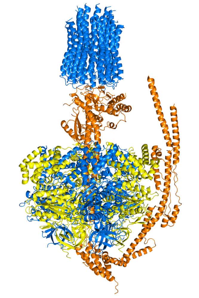 Synthesize an ATP molecule. Illustration: shutterstock