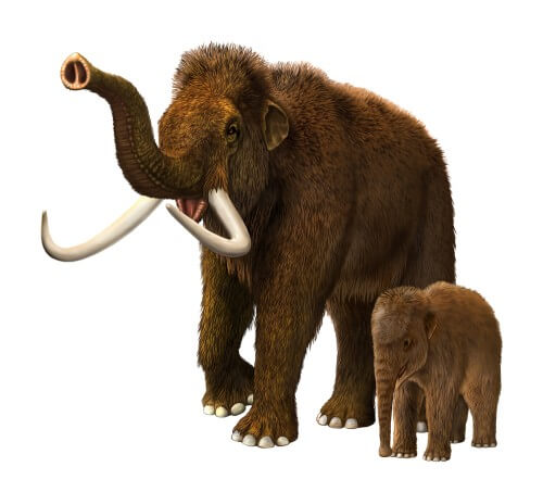 A baby mammoth and its mother. Illustration: shutterstock