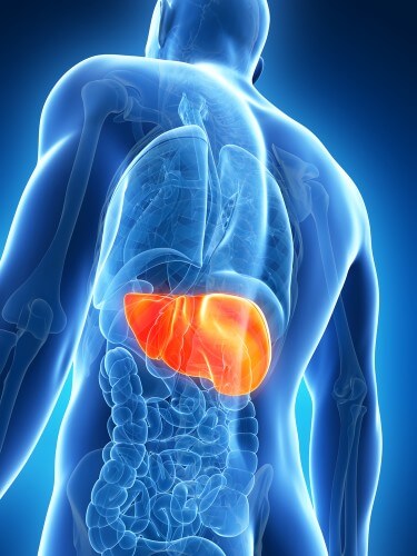 The location of the liver in the human body. Illustration: shutterstock