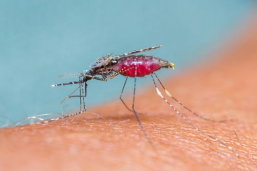 A mosquito bite. Photo: shutterstock