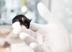 עכבר מעבדה. צילום: shutterstock