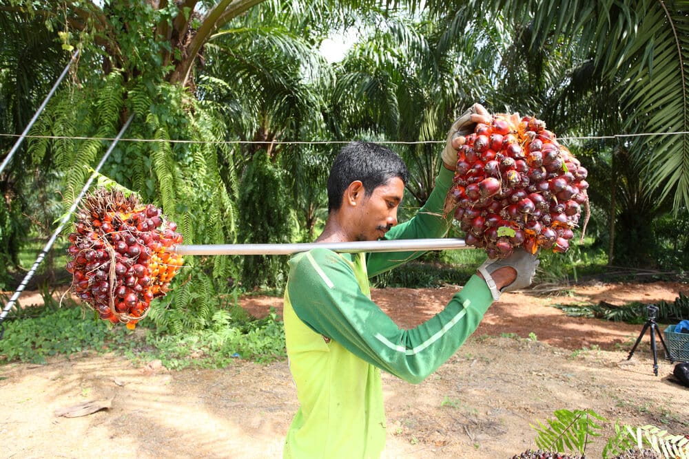 A man works in the oil palm plantation. Photo: shutterstock