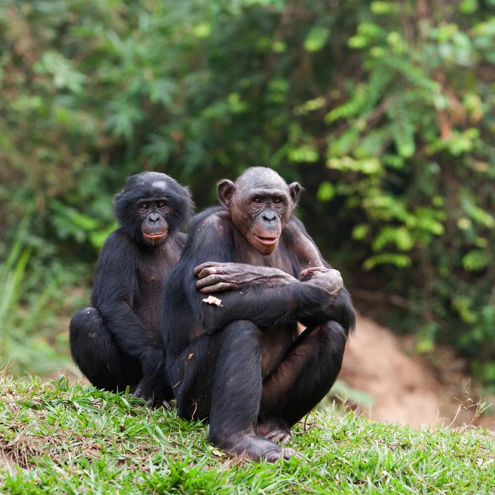 A pair of bonobo monkeys in the wild. Photo: shutterstock
