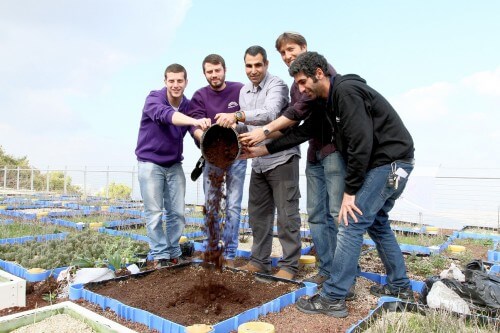 Haifa University researchers fertilize a bed with coffee waste. Photo: Haifa University