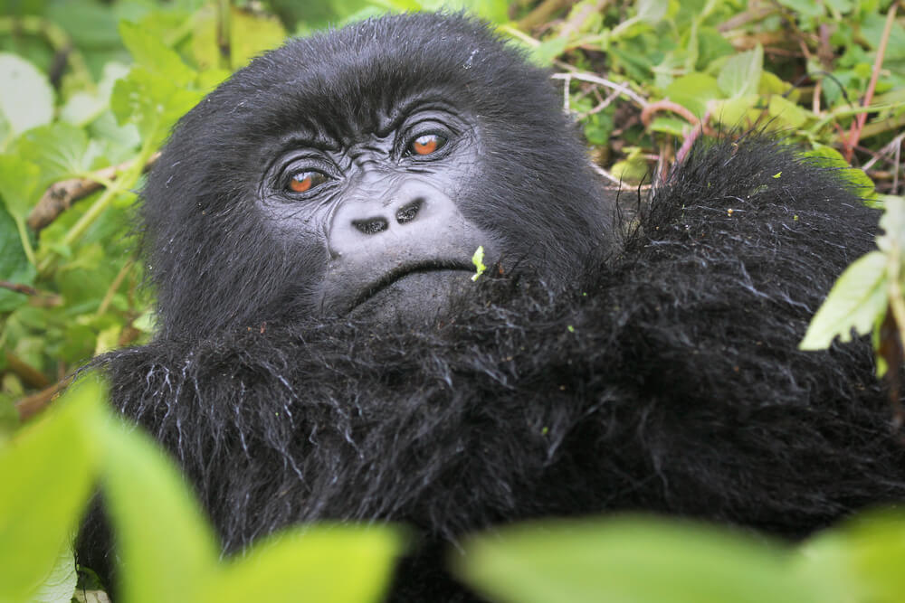 One of the most endangered animals is the mountain gorilla. In the wild in the Virguna Mountains between Congo and Rwanda. This female is part of the Sousa group studied by Diane Posey. Photo: shutterstock