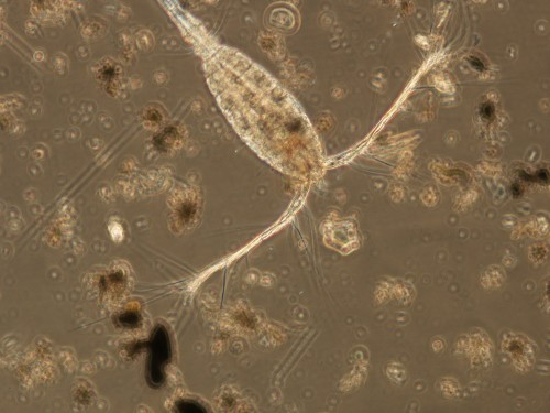 plankton. Photo: shutterstock