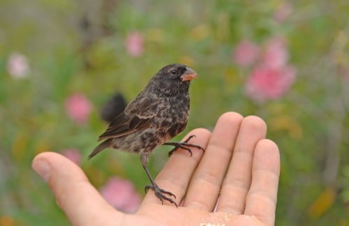 Parosh Darwin. Photo: shutterstock