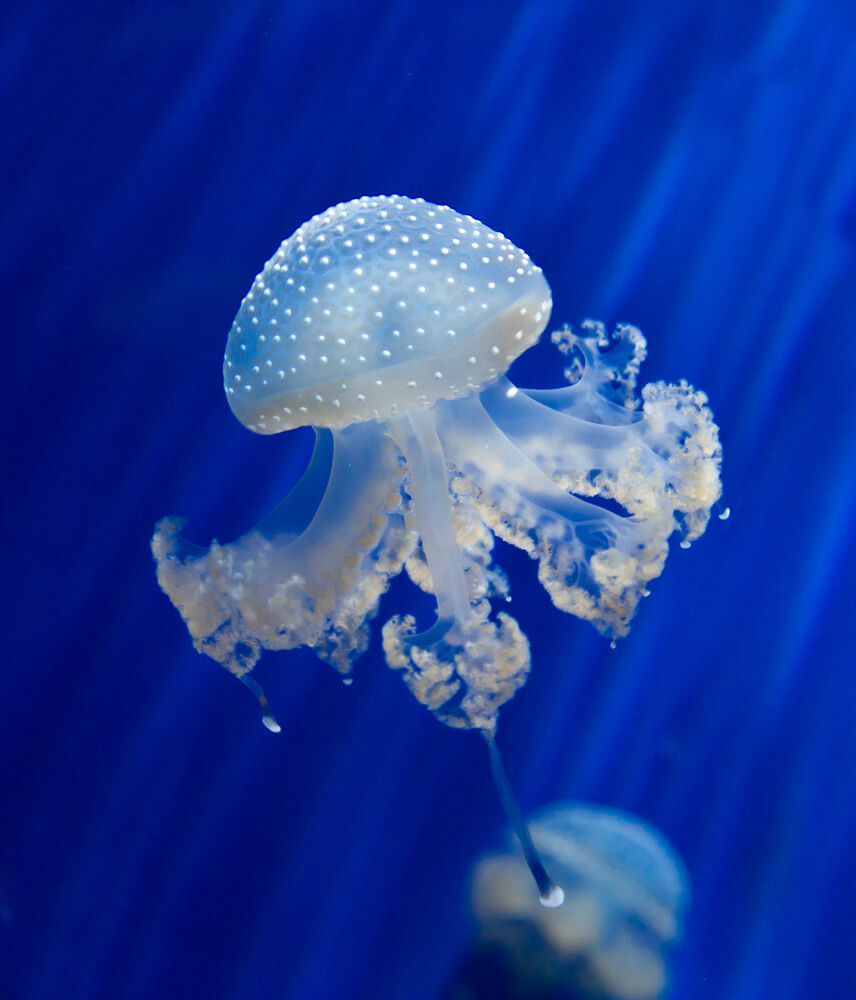 jellyfish. Illustration: shutterstock