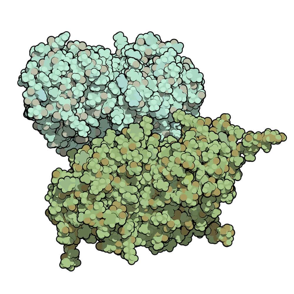 מולקולת beta-glucosidaseenzyme החסרה בחולי גושה. צילום: shutterstock molecule. Deficient in Gaucher's disease. Recombinant analog used as drug in Gaucher's disease. Atoms shown as spheres. Coloring per chain.