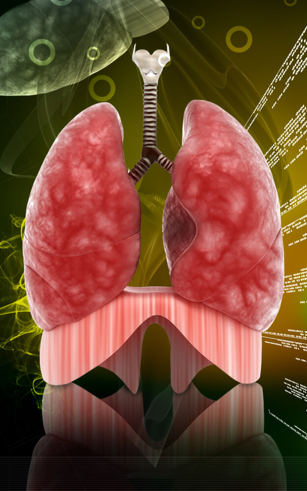 trachea and lungs. Illustration: shutterstock